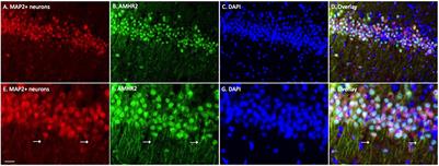 Anti-Müllerian Hormone Regulation of Synaptic Transmission in the Hippocampus Requires MAPK Signaling and Kv4.2 Potassium Channel Activity